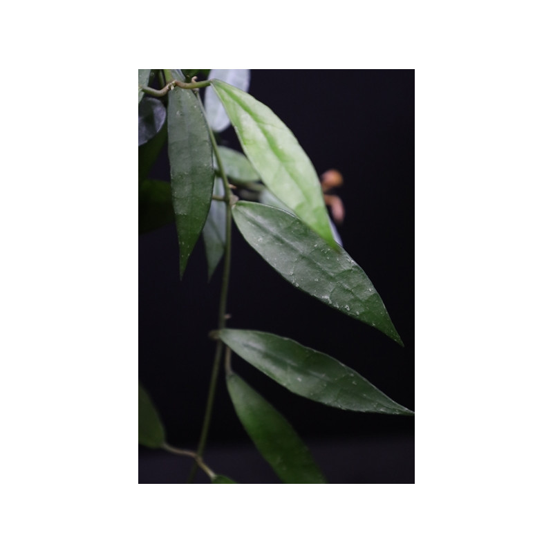 Hoya Lacunosa Khao Luang Long Leaves Hoyapassion