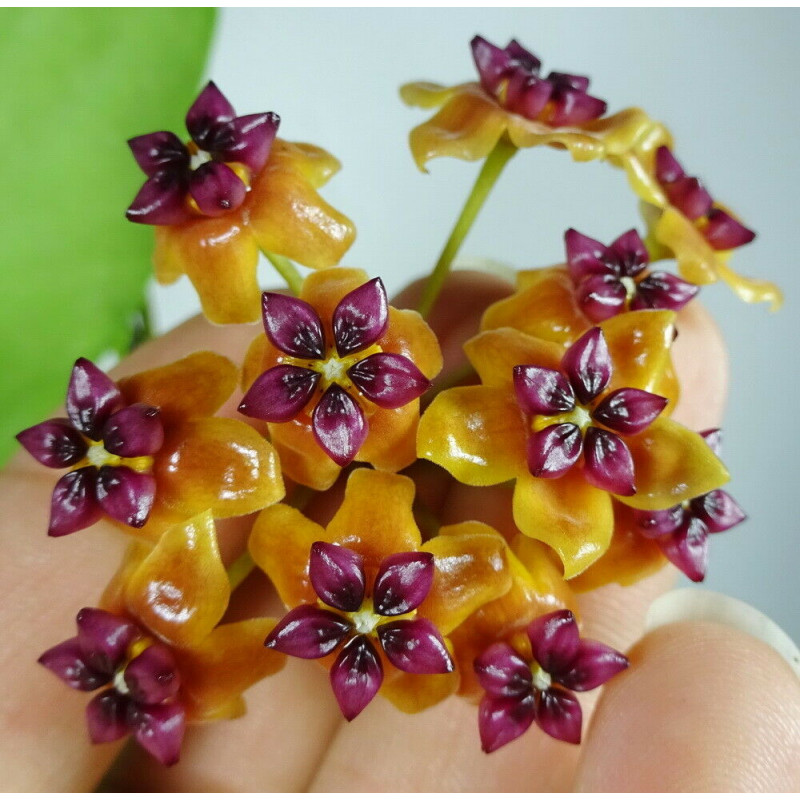Hoya benguetensis sklep z kwiatami hoya