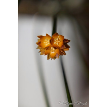 Hoya spartioides sklep z kwiatami hoya