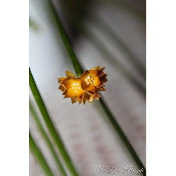 Hoya spartioides sklep z kwiatami hoya