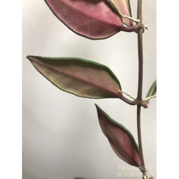 Hoya sp. NS05-240 sklep z kwiatami hoya