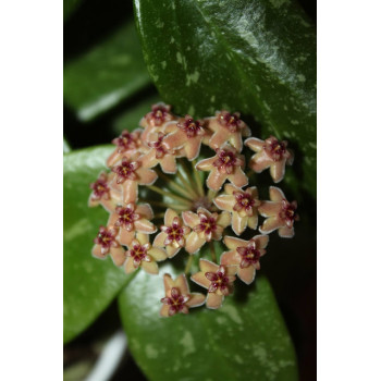 Hoya memoria x IR26 sklep z kwiatami hoya