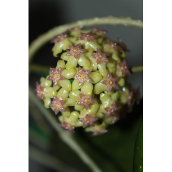 Hoya vitellina splash sklep z kwiatami hoya