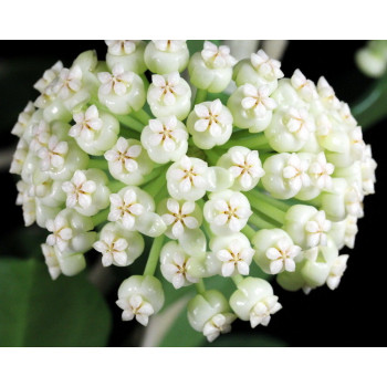 Hoya pachyclada WHITE sklep z kwiatami hoya