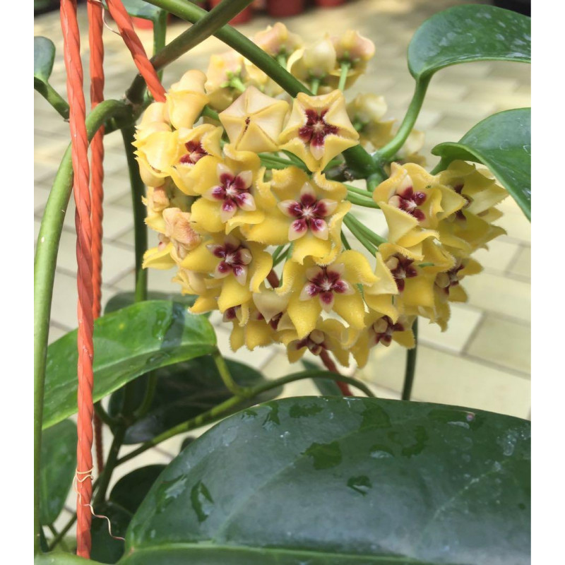 Hoya halconensis sklep z kwiatami hoya