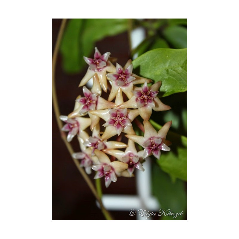 Hoya darwinii sklep z kwiatami hoya