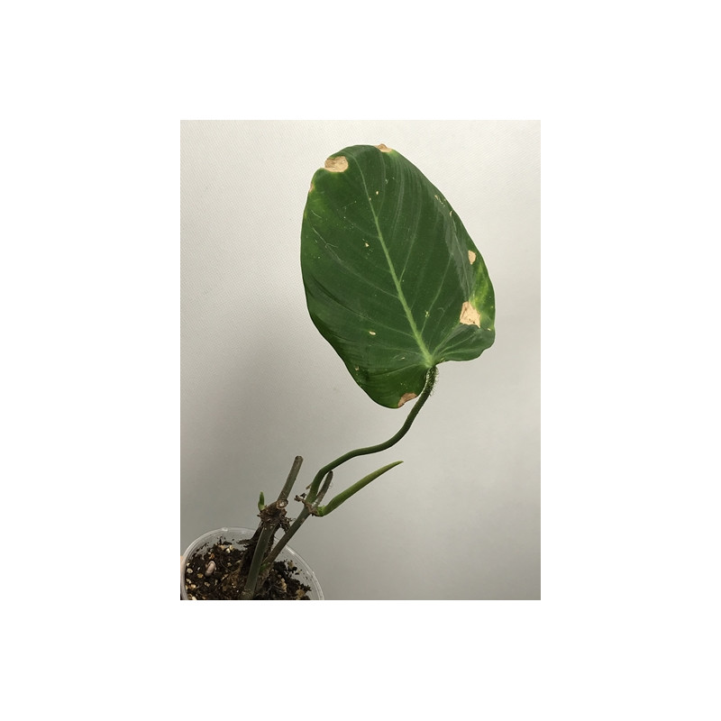 Philodendron Cf Nanegalense Hoyapassion