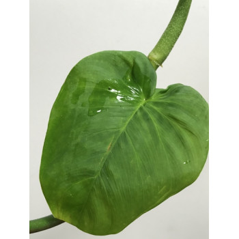 Philodendron Nanegalense Ecuagenera Hoyapassion