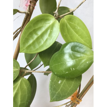 Hoya cv. BP01 sklep z kwiatami hoya