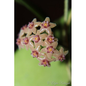Hoya bicolensis sklep z kwiatami hoya