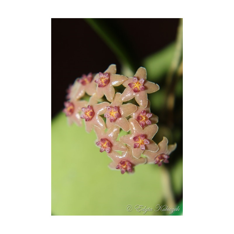 Hoya bicolensis sklep z kwiatami hoya