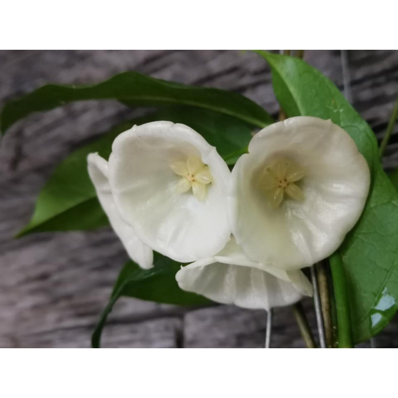 Hoya danumensis sklep z kwiatami hoya