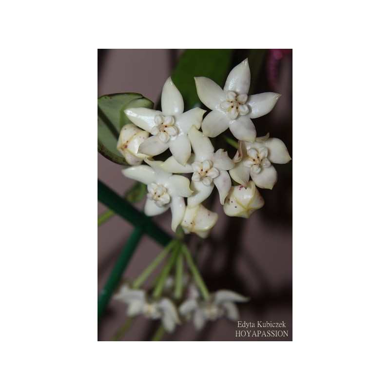 Hoya griffithii sklep z kwiatami hoya