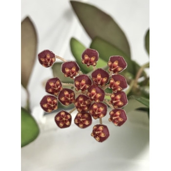 Hoya sp. DS-70 store with hoya flowers