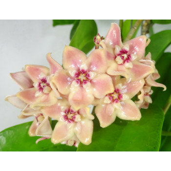 Hoya subcalva sklep z kwiatami hoya
