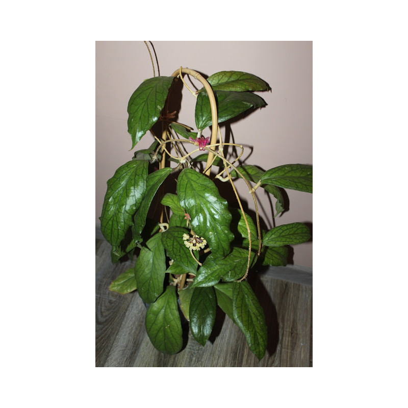 Hoya sp. MT09 sklep z kwiatami hoya