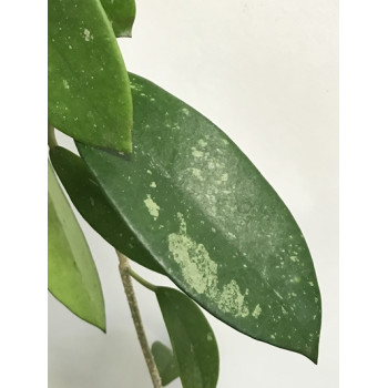 Hoya diversifolia gonoloboides sklep internetowy