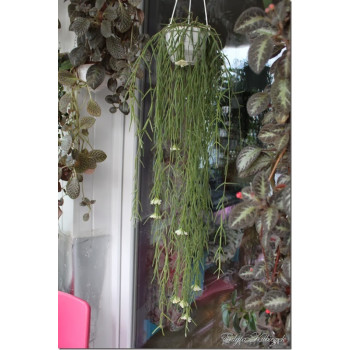 Hoya linearis sklep z kwiatami hoya