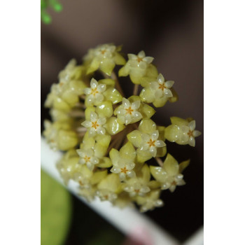 Hoya meredithii ( Ted Green ) store with hoya flowers