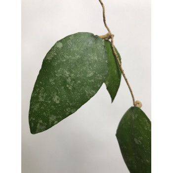Hoya caudata Borneo sklep z kwiatami hoya