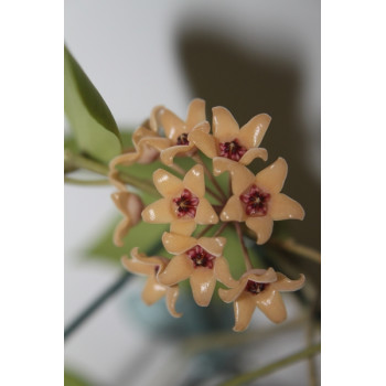 Hoya cutis-porcelana store with hoya flowers