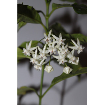 Hoya lockii sklep z kwiatami hoya