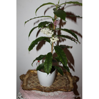 Hoya lockii sklep z kwiatami hoya