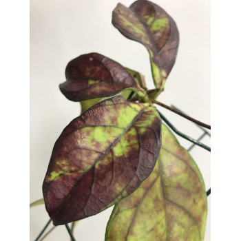 Hoya crassipetiolata ( round leaves ) sklep internetowy