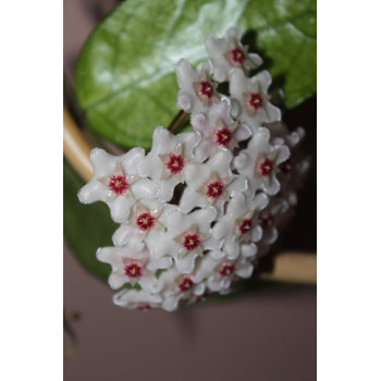 Hoya sp. Lai Chan Forest store with hoya flowers