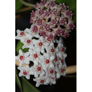 Hoya sp. Lai Chan Forest store with hoya flowers