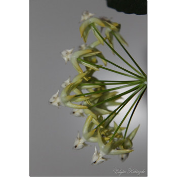 Hoya multiflora sklep z kwiatami hoya