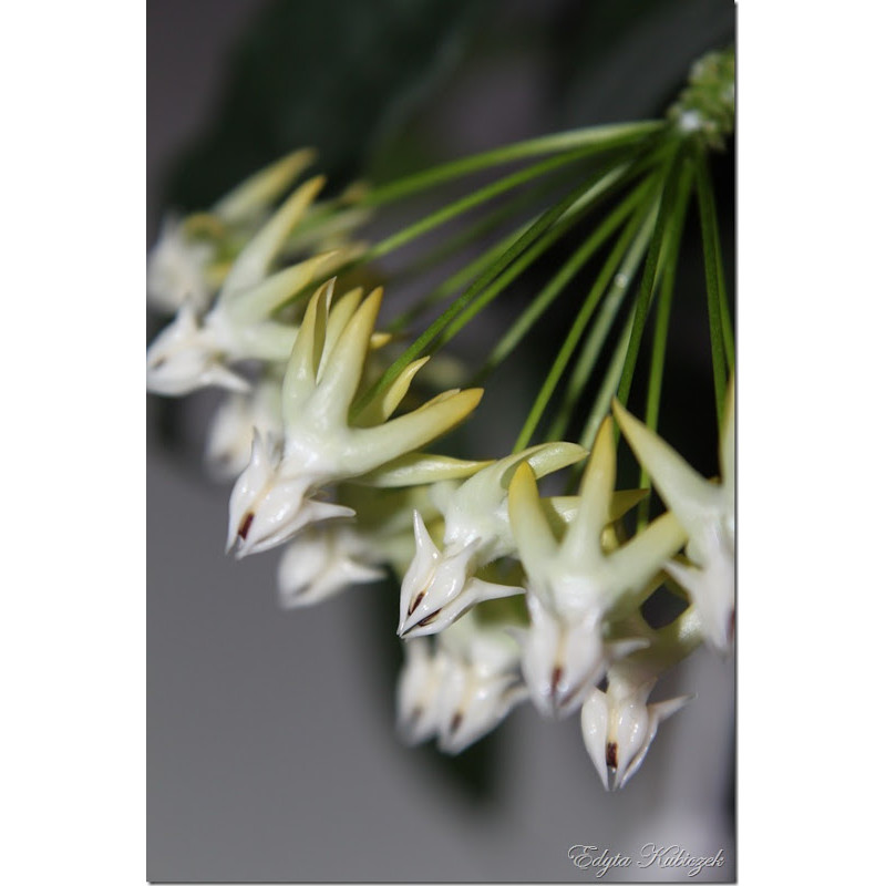 Hoya multiflora sklep z kwiatami hoya