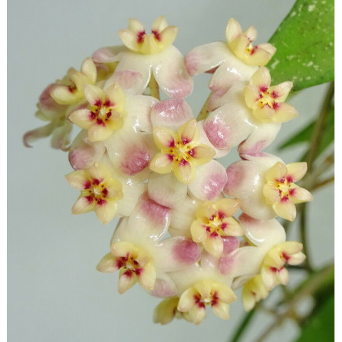 Hoya scortechinii PINK - HOYAPASSION