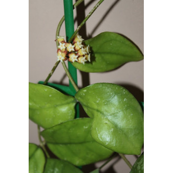 Hoya hybrid ovate leaves EPC-965 store with hoya flowers