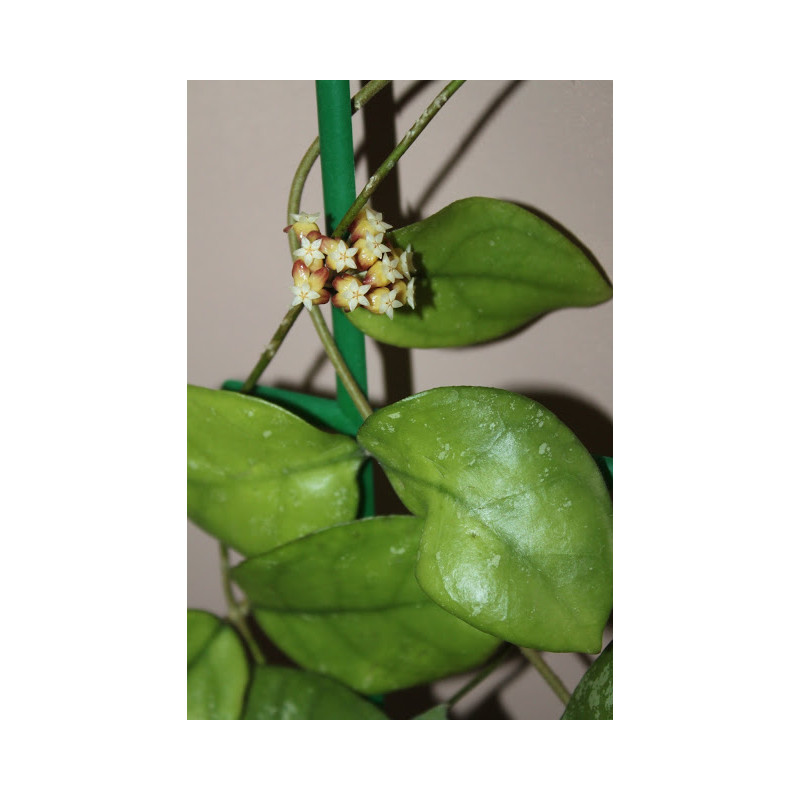 Hoya hybrid ovate leaves EPC-965 store with hoya flowers