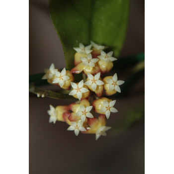 Hoya hybrid ovate leaves EPC-965 store with hoya flowers