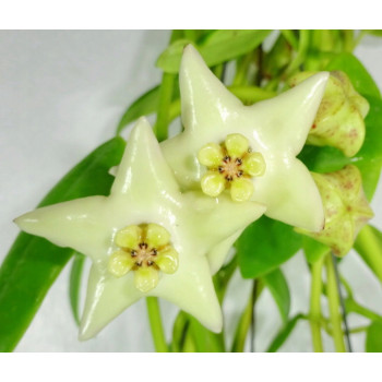 Hoya coronaria white flowers, white corona sklep internetowy