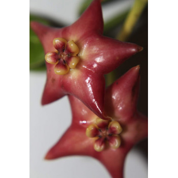 Hoya affinis sklep z kwiatami hoya