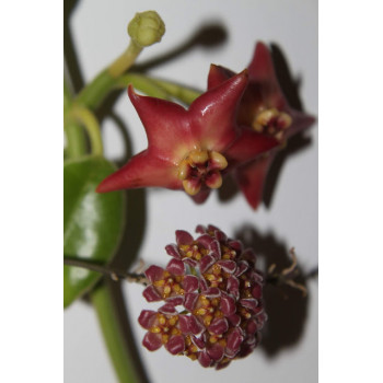 Hoya affinis store with hoya flowers