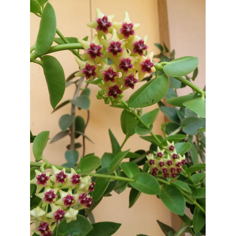 Hoya cummingiana sklep z kwiatami hoya