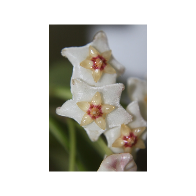 Hoya salweenica sklep z kwiatami hoya