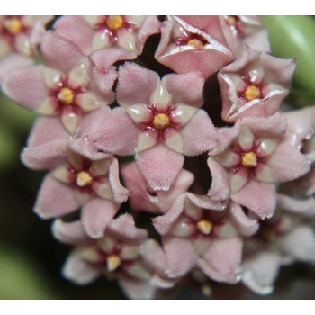 Hoya carnosa compacta sklep z kwiatami hoya