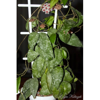 Hoya caudata 'Sumatra' sklep z kwiatami hoya