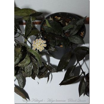 Hoya lacunosa 'Black Queen' store with hoya flowers
