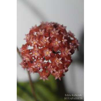 Hoya ilagiorum red sklep z kwiatami hoya