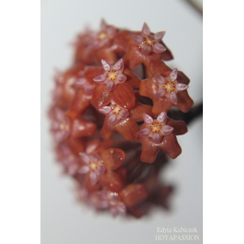 Hoya ilagiorum red sklep z kwiatami hoya