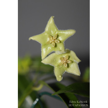 Hoya chlorantha sklep z kwiatami hoya