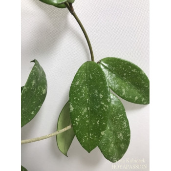 Hoya sp. EPC-600 store with hoya flowers