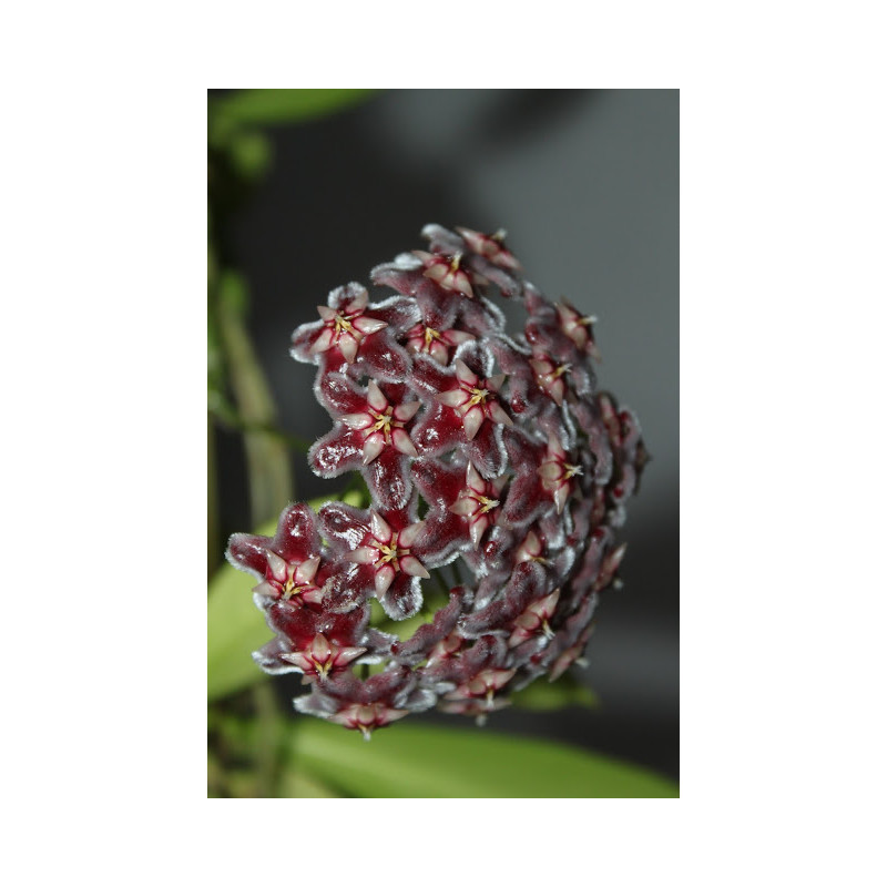 Hoya pubicorolla HSI-037 sklep z kwiatami hoya