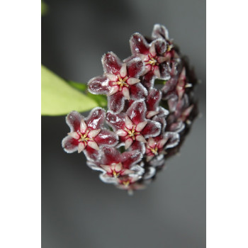 Hoya pubicorolla HSI-037 sklep z kwiatami hoya